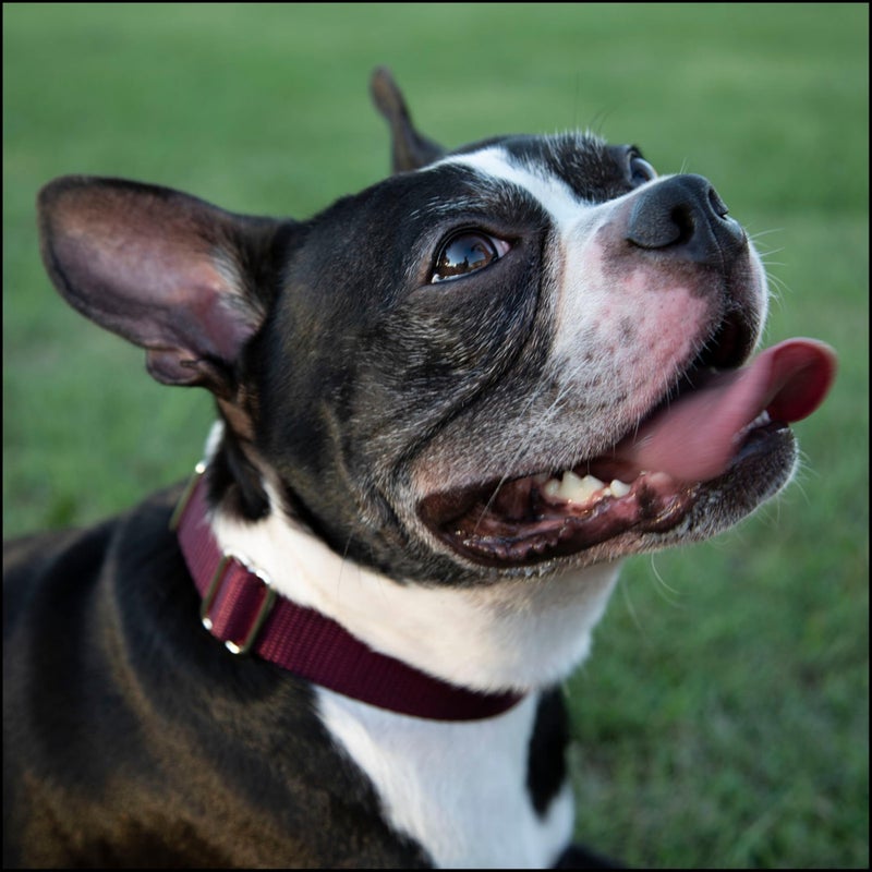 Country Brook Design Country Brook Petz - Premium Nylon Dog Collar with Metal Buckle for Small Medium Large Breeds - 10+ Warm Colors (Large, 1 Inch Wide, Burgundy) - Image 2